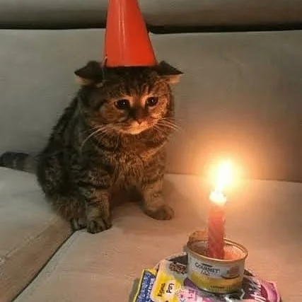 Sad Kitty Alone on Their Birthday  Meme Template