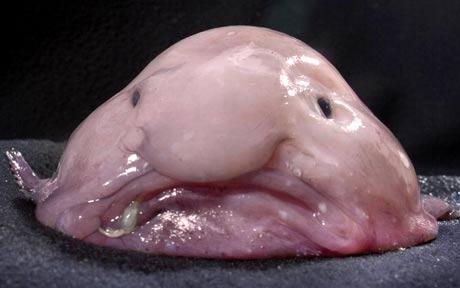 Blobfish  Meme Template