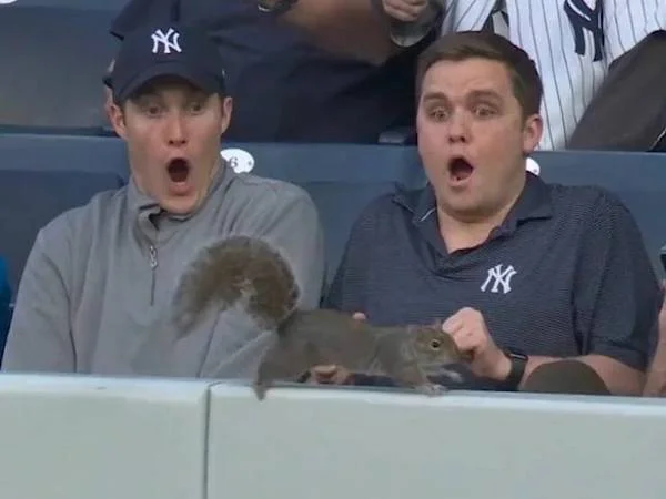 Yankee Fans Freak Out  Meme Template