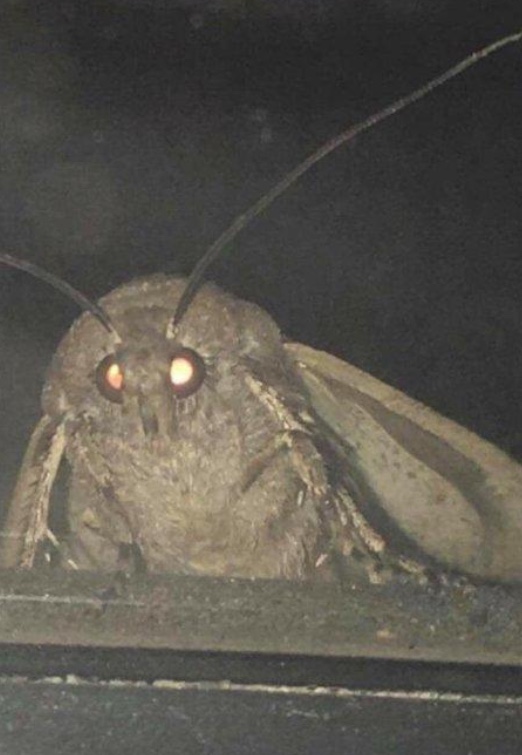 Moth  Meme Template