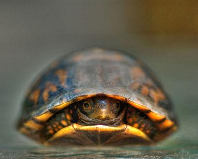 introverts  Meme Template