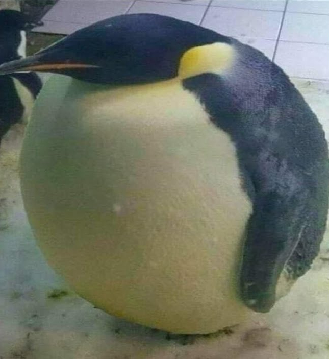 I'm Da Biggest Bird  Meme Template