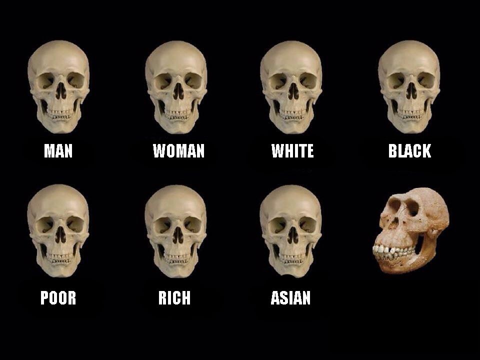 empty skulls of truth  Meme Template