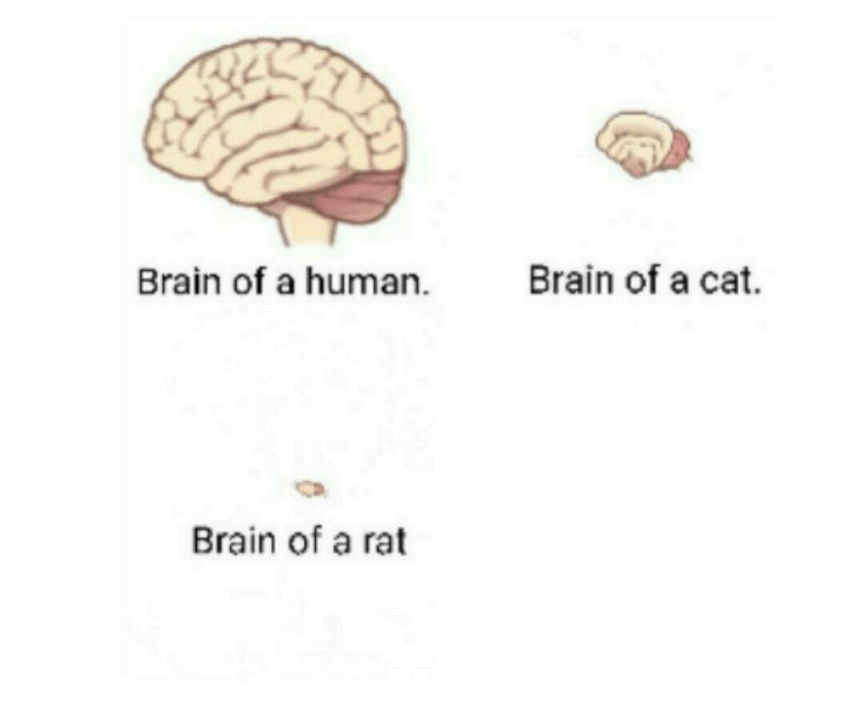 brain size comparison  Meme Template