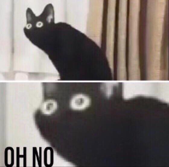 Oh no cat  Meme Template