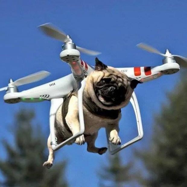 Flying Pug  Meme Template