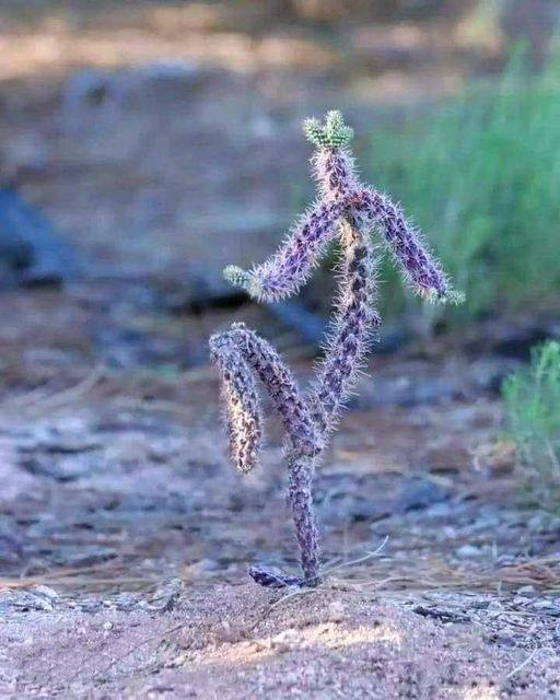 Dancing Cactus  Meme Template