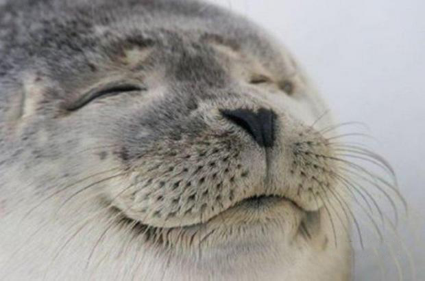 Happy Seal  Meme Template