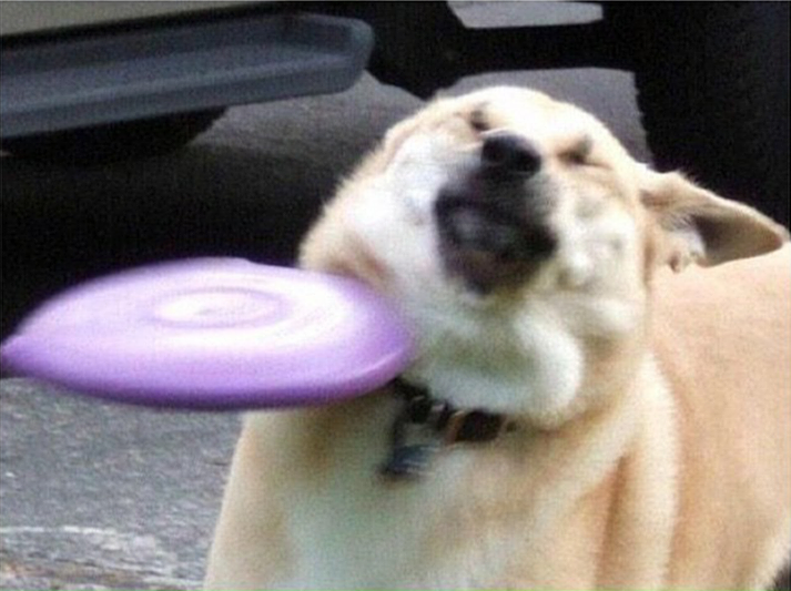 Dog hit by frisbee  Meme Template