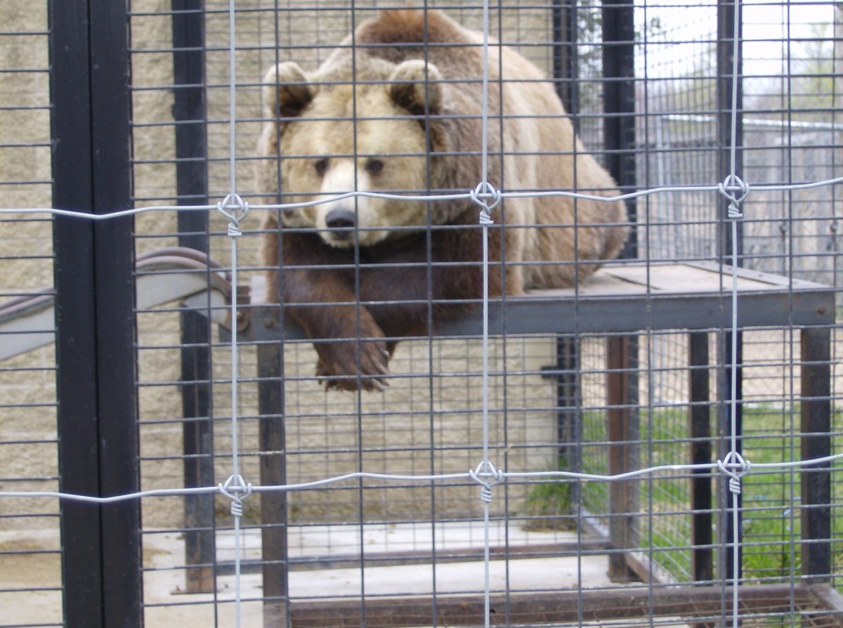 Captive Bear  Meme Template
