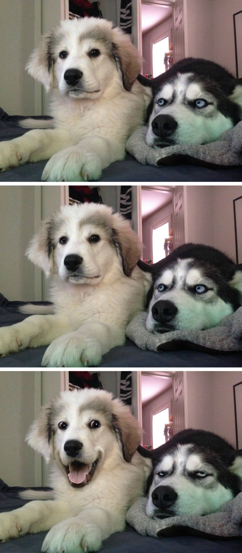 Bad pun dogs  Meme Template