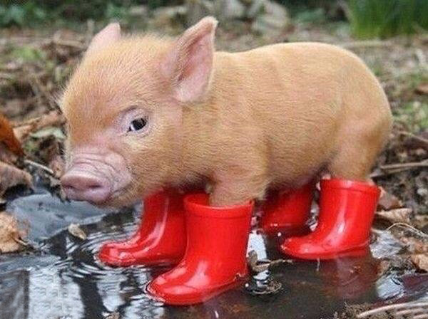 Pig In Boots  Meme Template