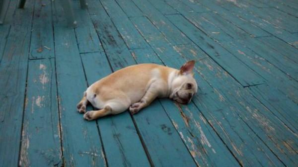 tired dog  Meme Template