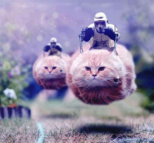 Storm Trooper Cats  Meme Template