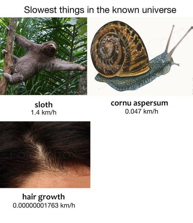 Slowest things  Meme Template